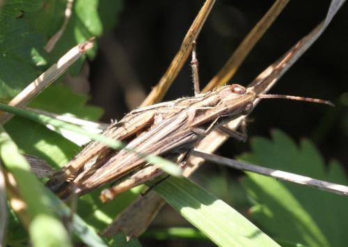 Chorthippus sp.